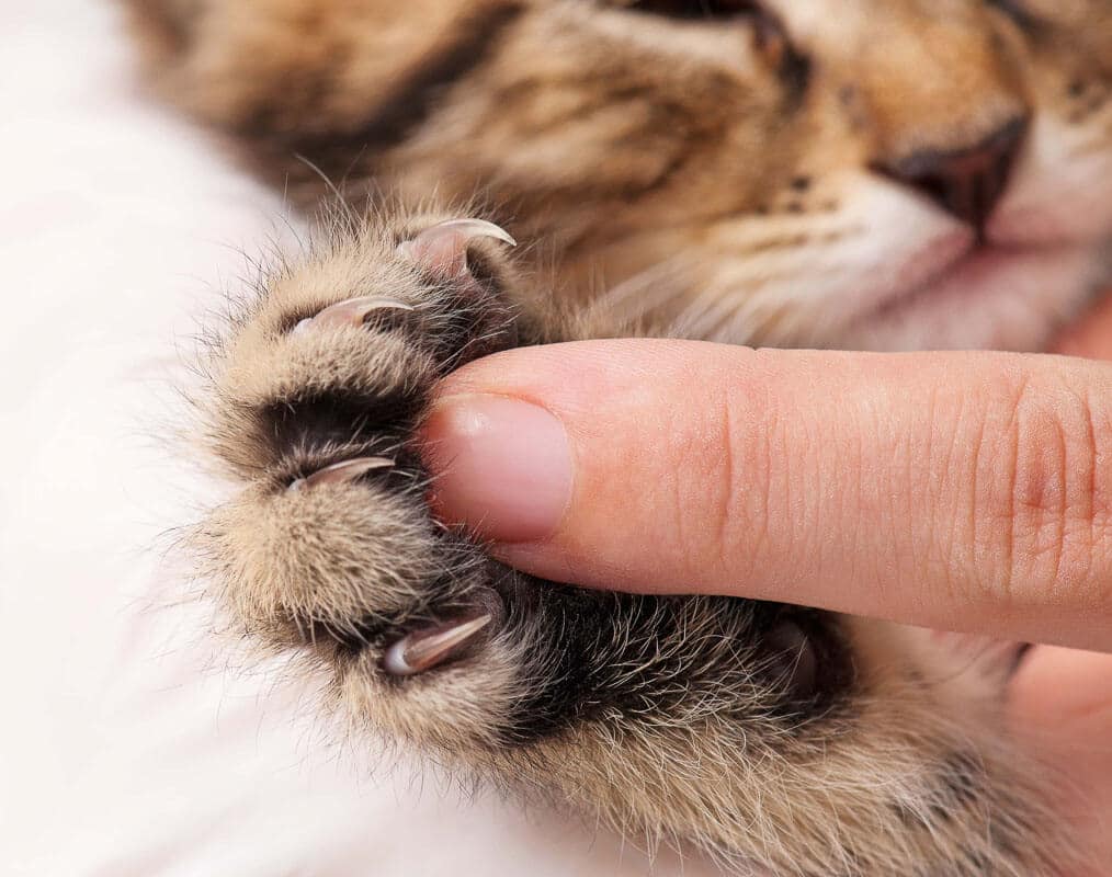 Little fluffy kitten's paw and woman finger for contrast close-up