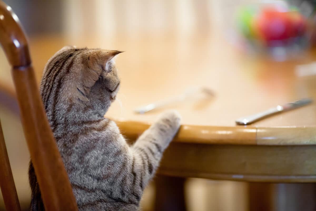 Cat waiting for food sitting like man at table