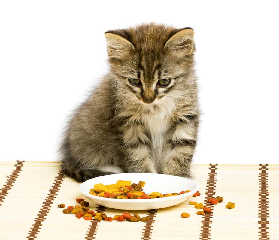 cat stares at small bowl with dry food