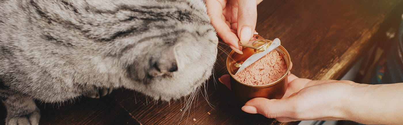 cat staring at just opened can of wet food