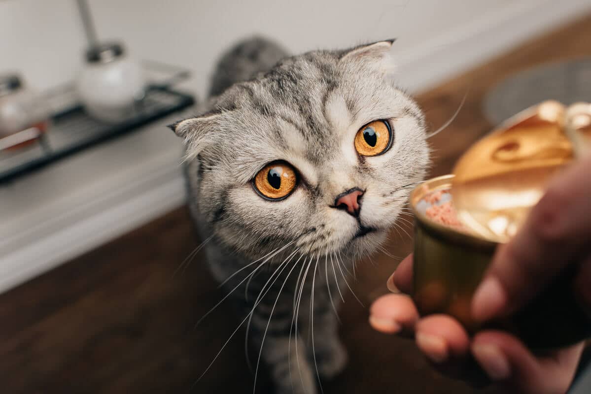 Cat looking at the canned cat food being offered to it.