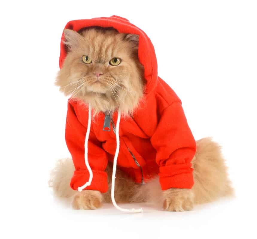 cat wearing red coat isolated on white background