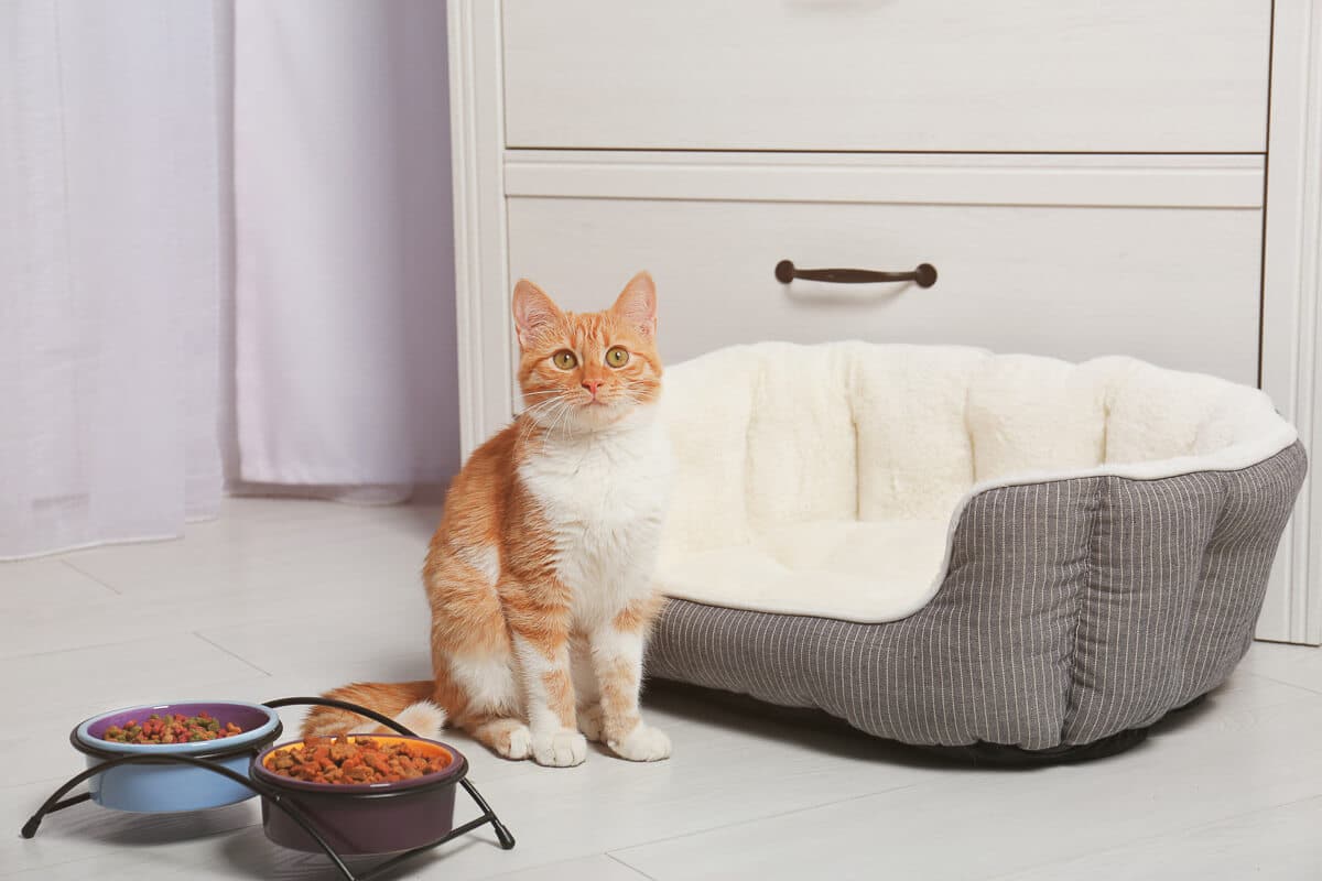 Foxy cat near bowls with food at home