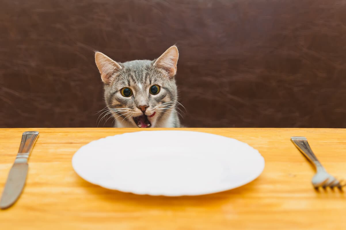 young cat after eating food from kitchen plate. Focus on a cat