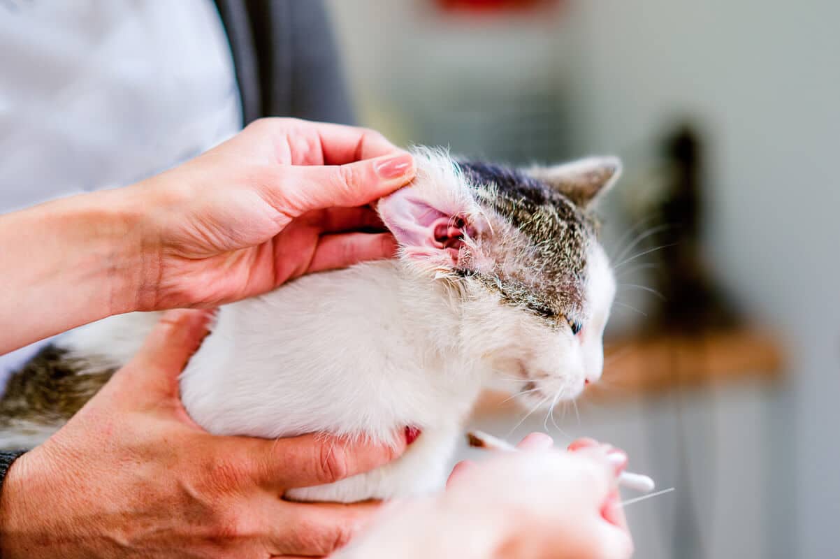 Des mains humaines nettoyant les oreilles d'un chat avec des cotons-tiges.