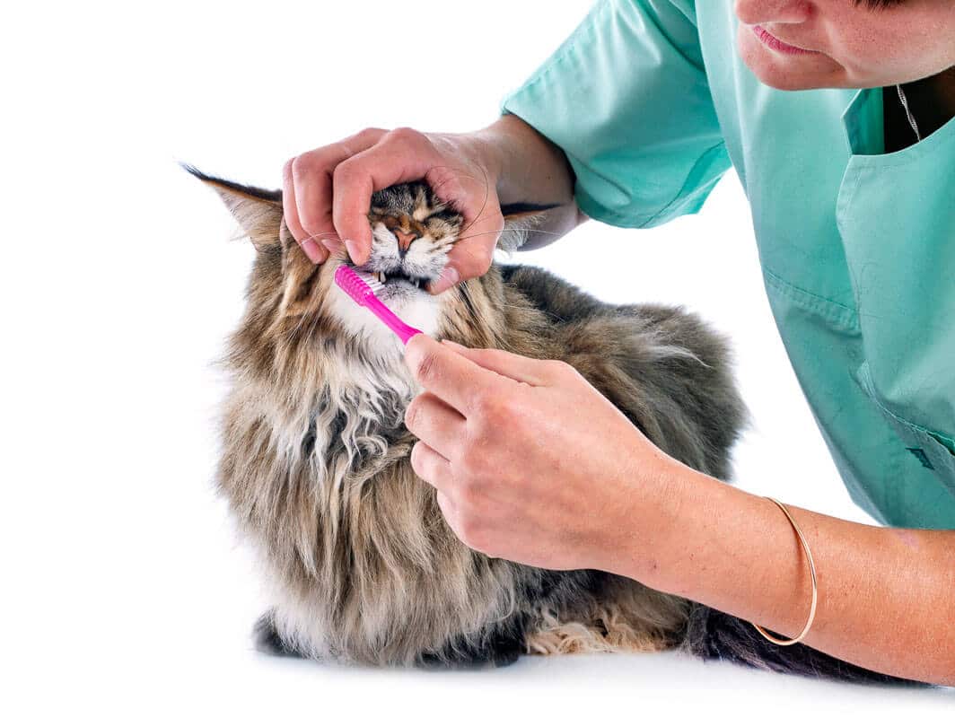 un veterinario cepillando los dientes de un gato en el estudio