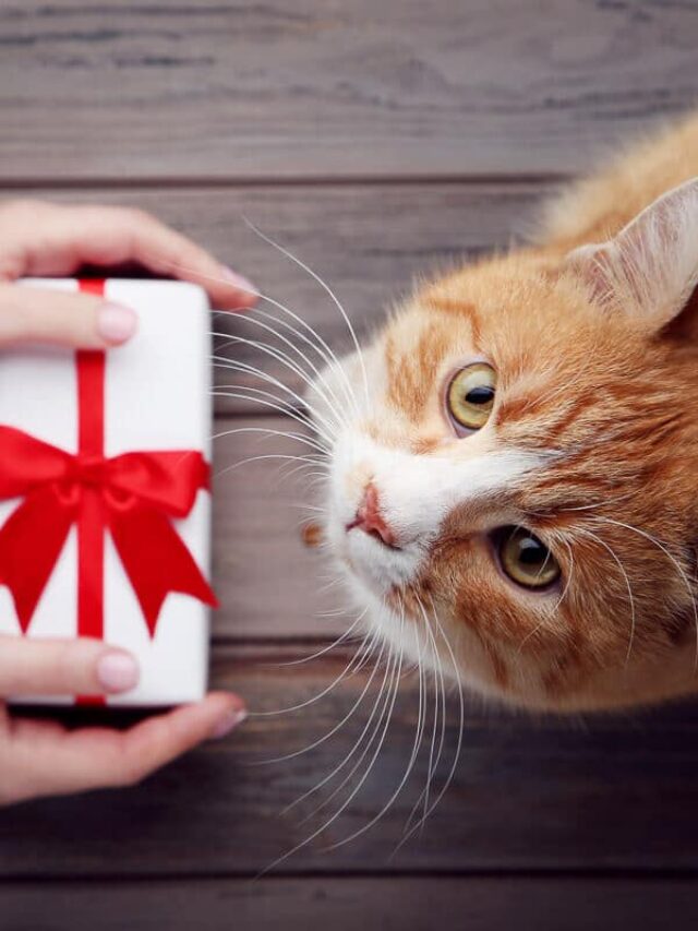 Ultimate Guide To Gifts For Cats To Delight Your Feline Story - The ...