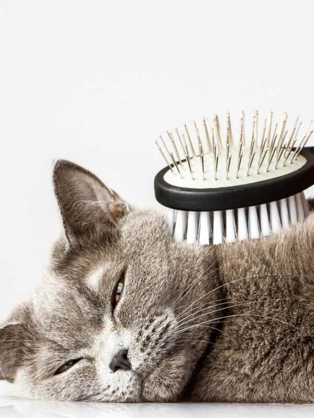 When Do Cats Have The Most Shedding? What Owners Need to Learn Story