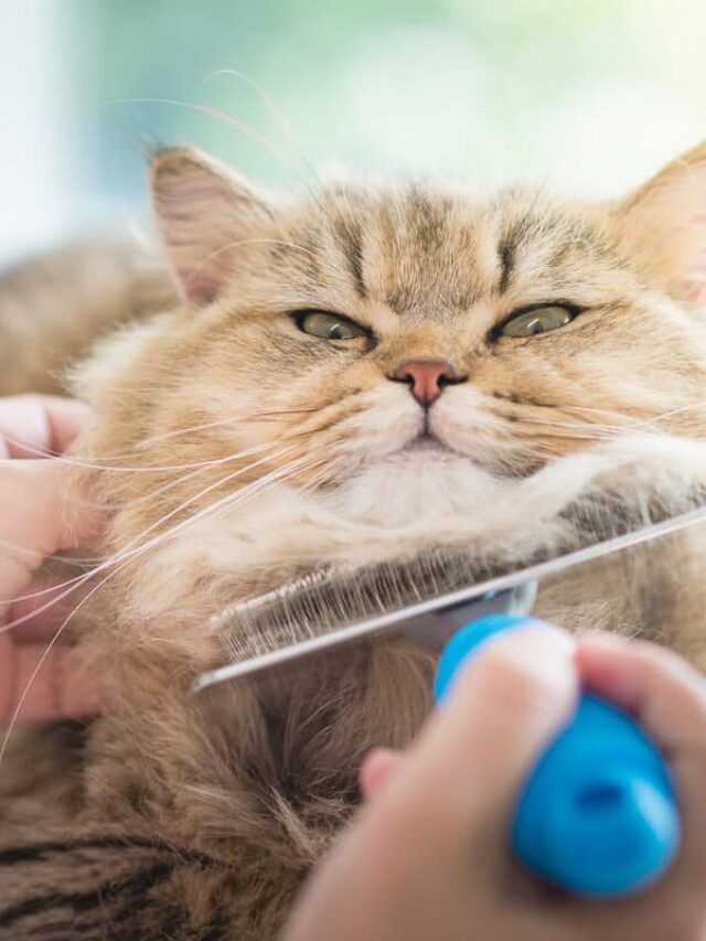 How to Choose the Best Cat Brush for your Finicky Feline Story - The