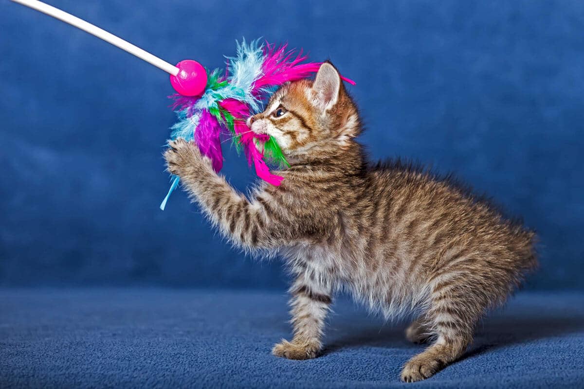 Cute kitten playing with colorful toy.