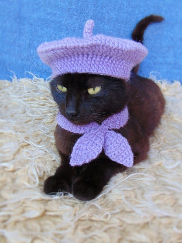lilac beret and scarf on a cat