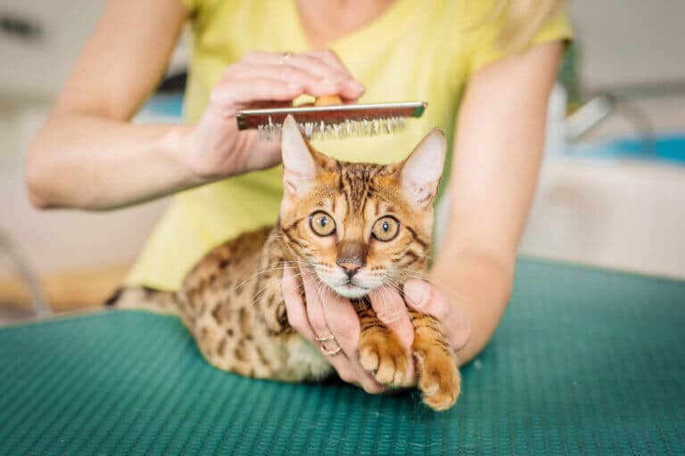 How to Look After a Kitten Your Complete Guide I The Discerning Cat