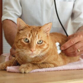 Veterinarian using a stethoscope to a ginger cat.