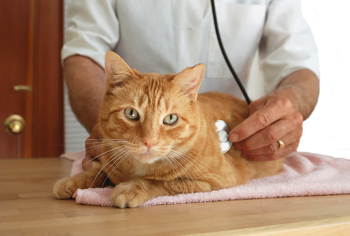 Veterinarian using a stethoscope to a ginger cat.
