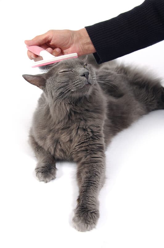 Hermoso gato gris sonriendo mientras se cepillado