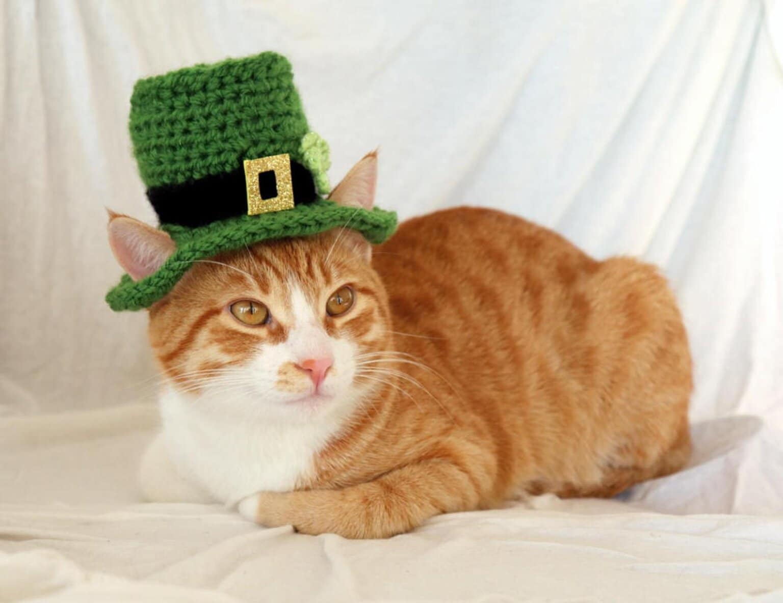 12 Best Irish Cat Names Youll Love I Discerning Cat