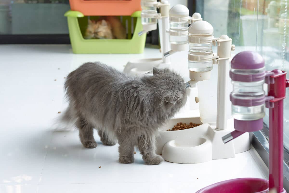 kitten getting food from a dispenser