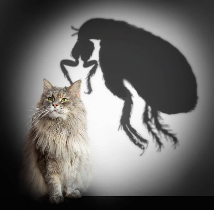 Cat and flea shadow. Concept graphic.
