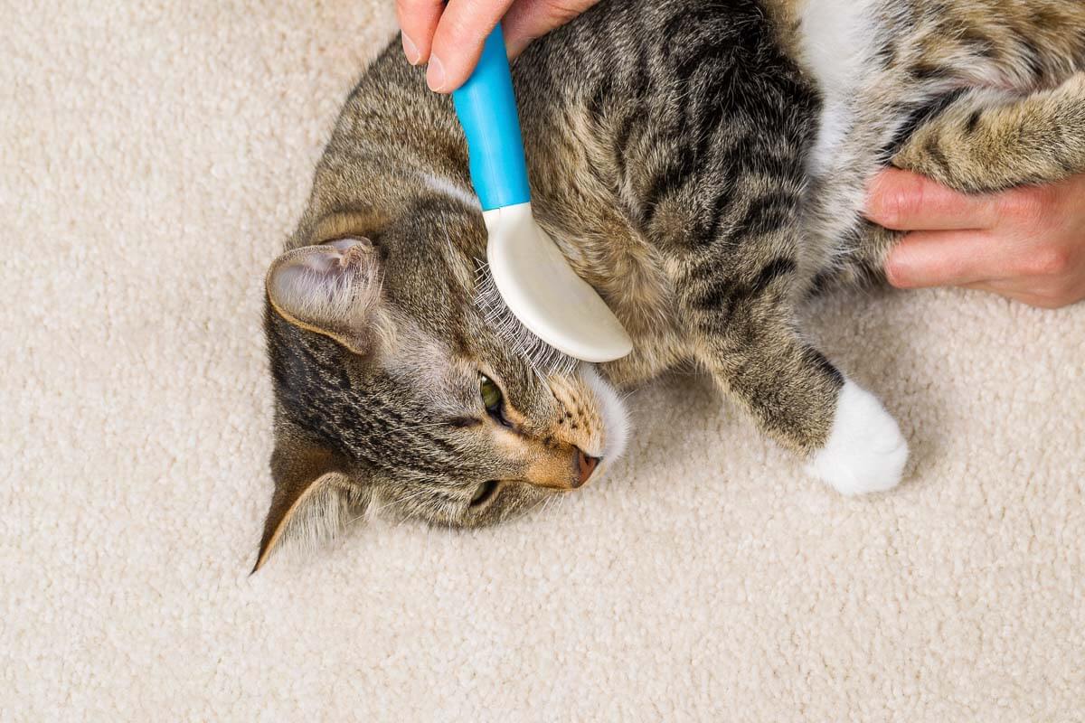 Photo of family cat being groomed with the best cat brush