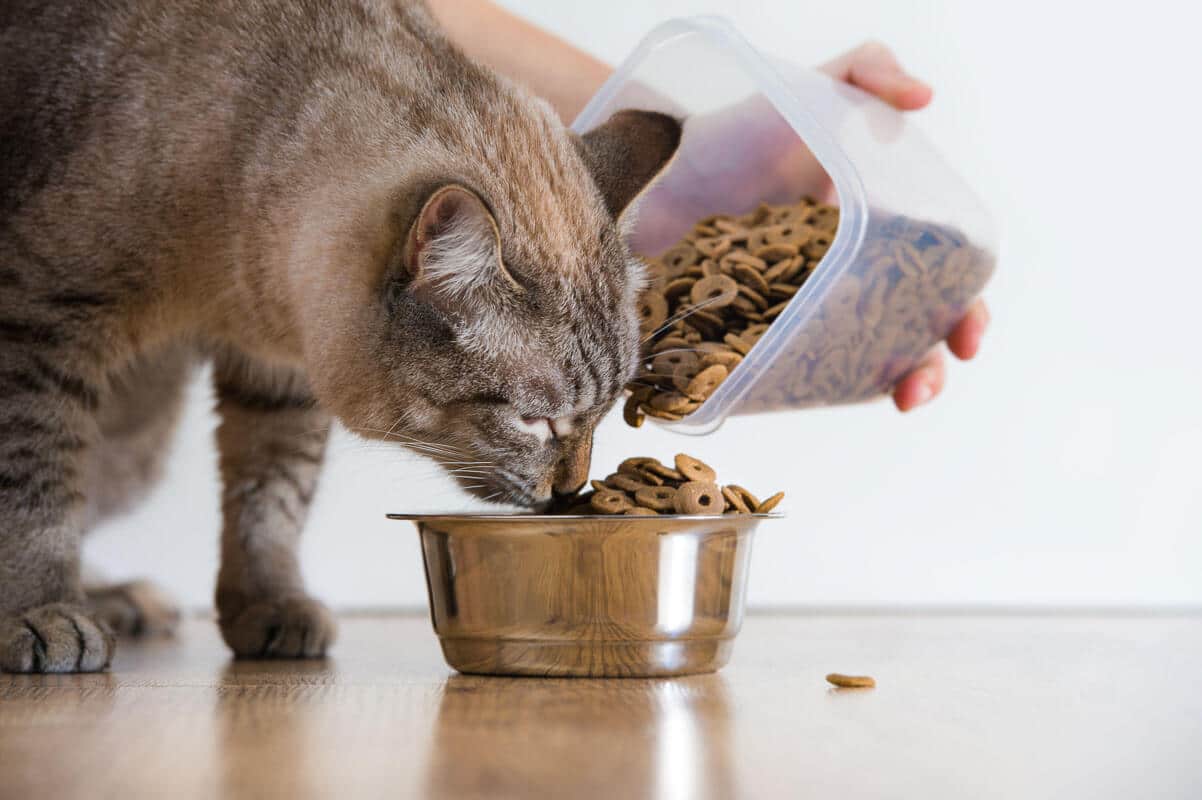 Young cat eating at home from its bowl. Female hand adding food