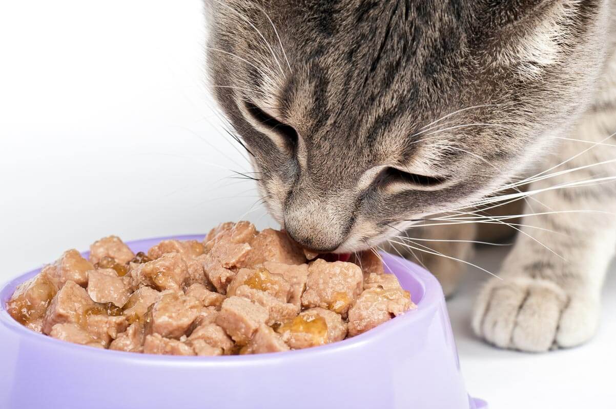 A close view of a cat eating food from a bowl.