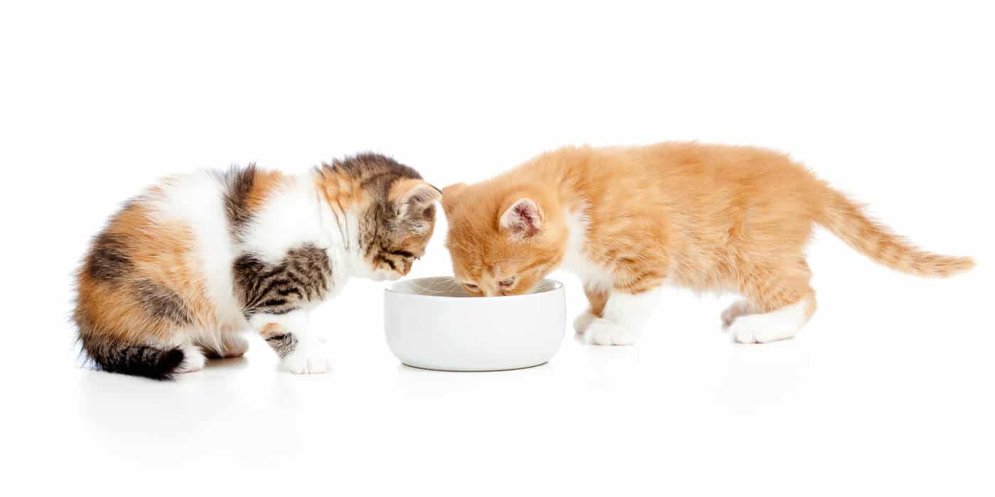 two Scottish kittens lap milk from bowl