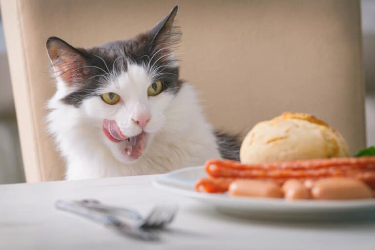 calories in cat sip milk