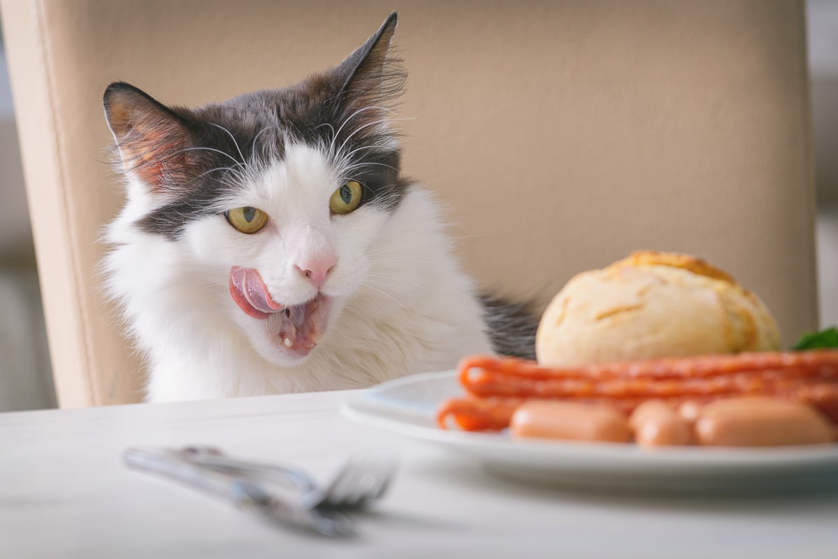 cat with ibs food