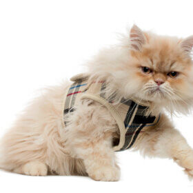 Is it Weird to take your Cat on a Walk?