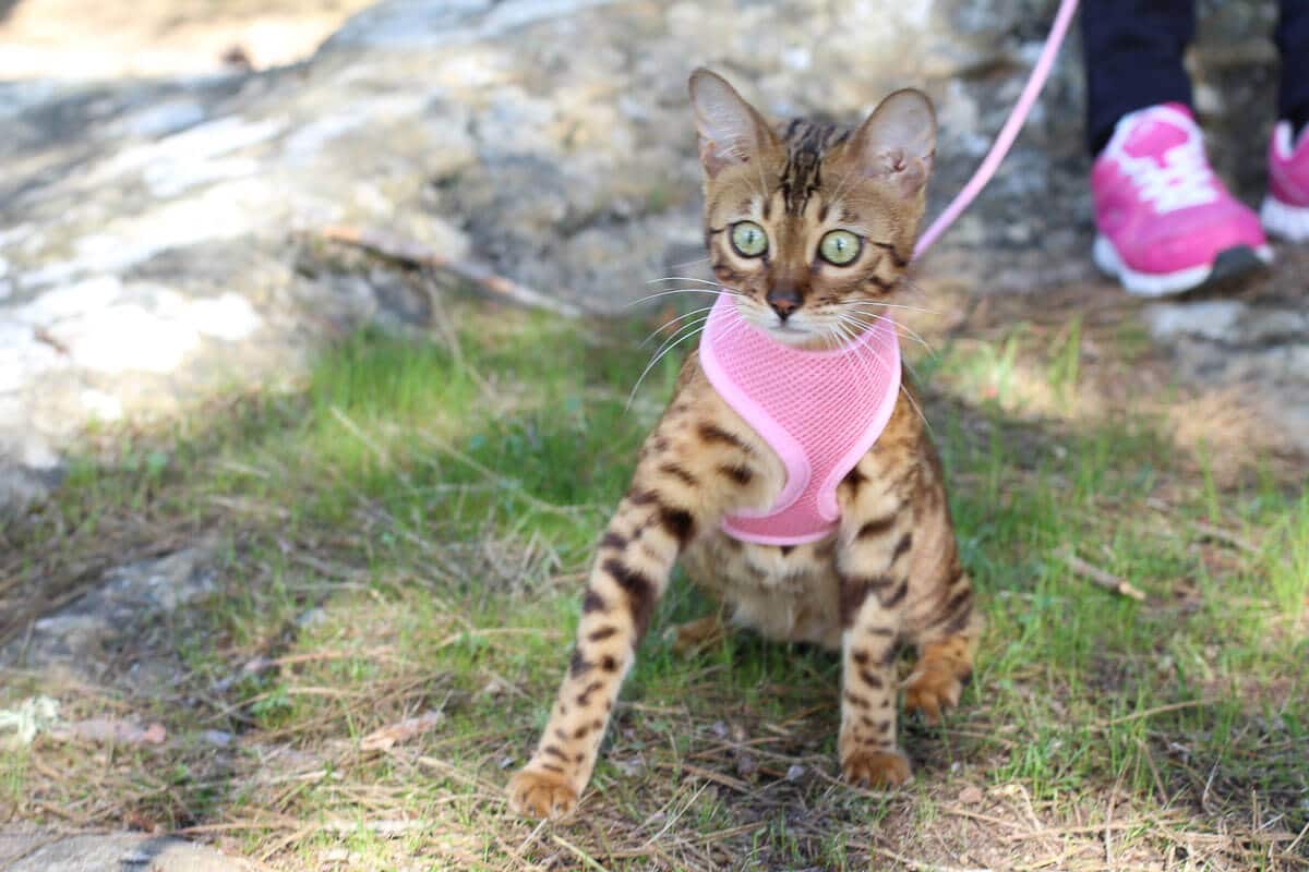 bengal cat in pink harness