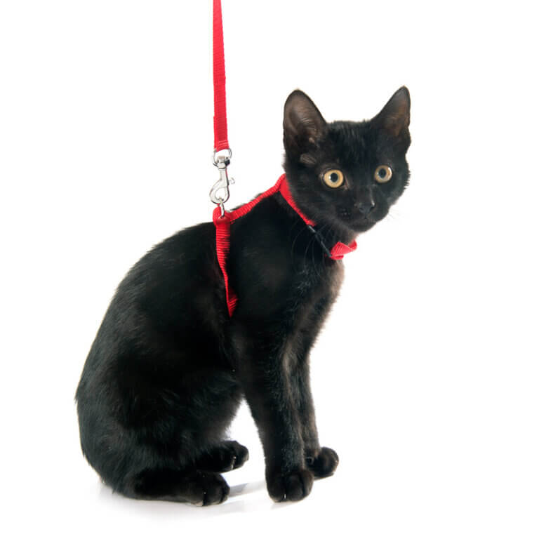 7 Best Escape Proof Cat Harness Options You Cat Can't 2021 I