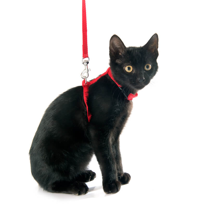 black kitten and harness