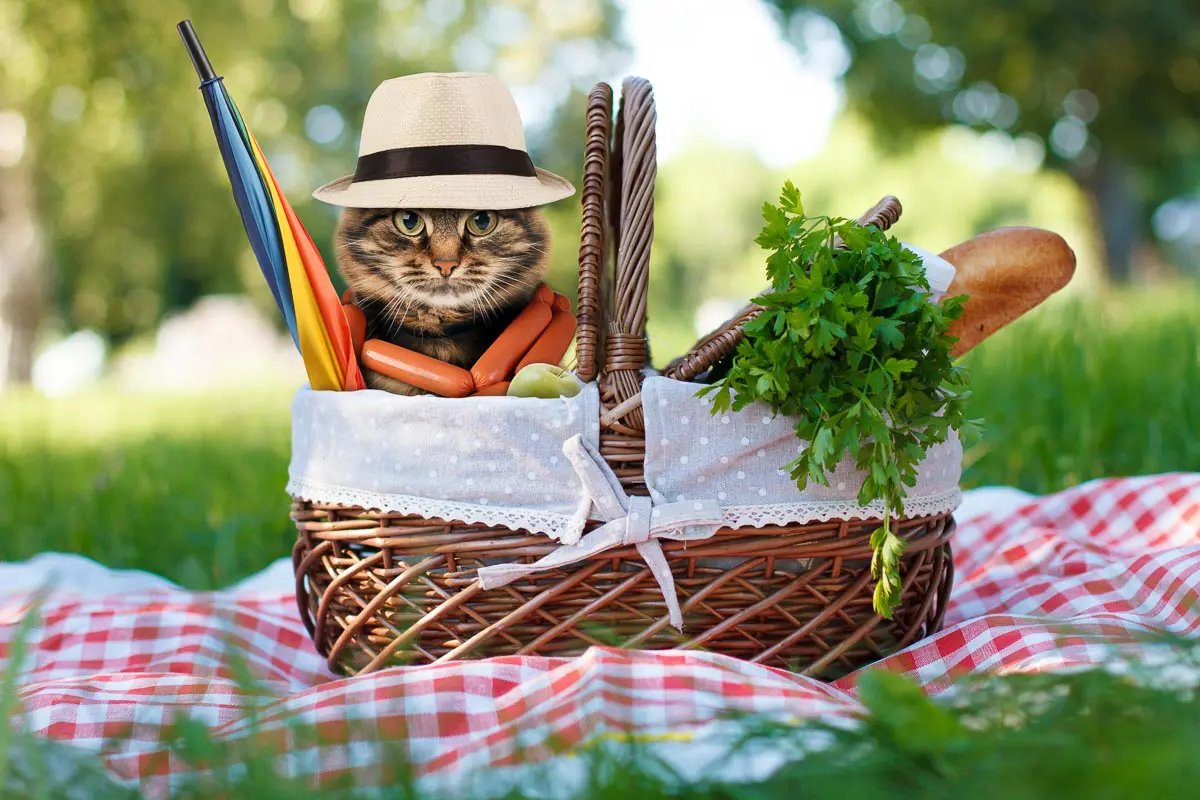 cat in picnic basked with food.jpg