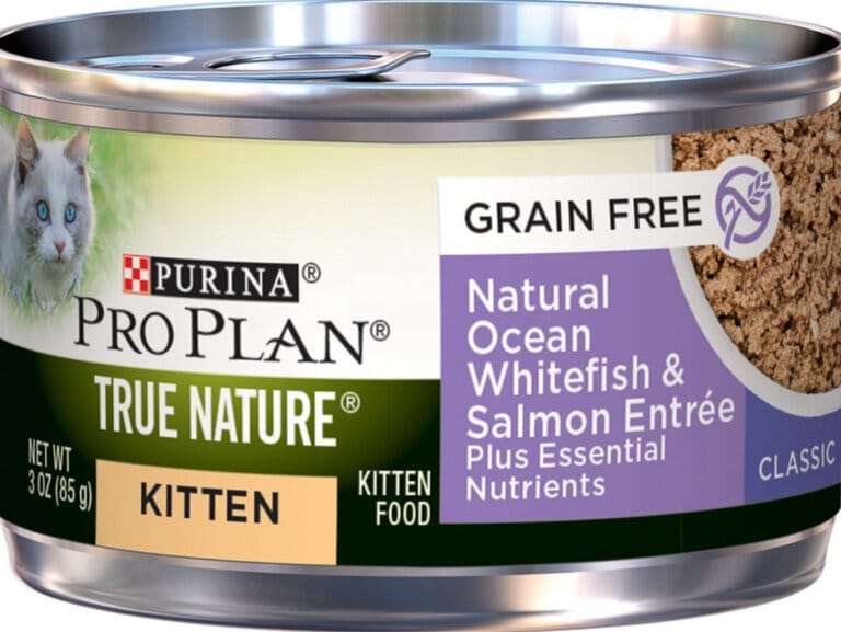 6 Best High Calorie Cat Food Options For Underweight Kitties 2022