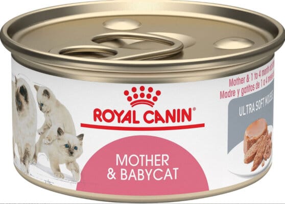 6-best-high-calorie-cat-food-options-for-underweight-kitties-2022