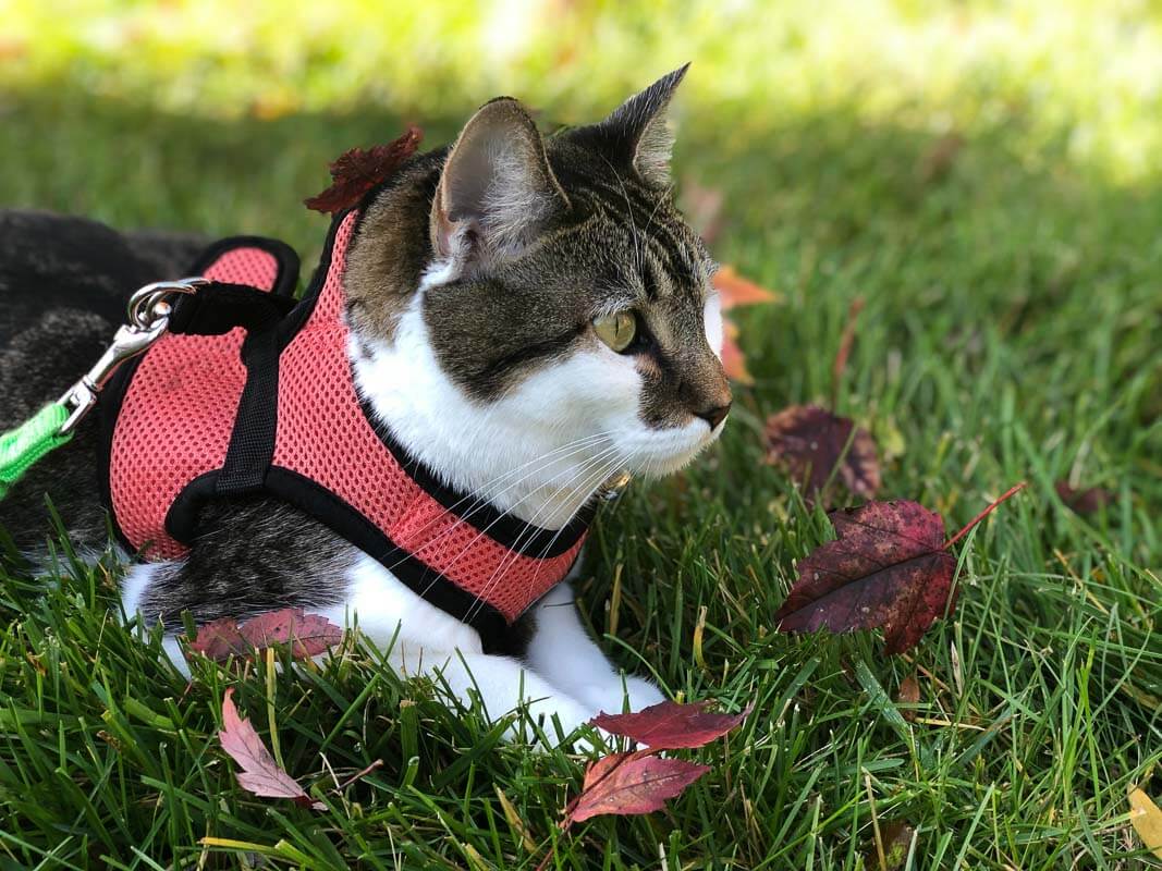 tabby cat in red harness