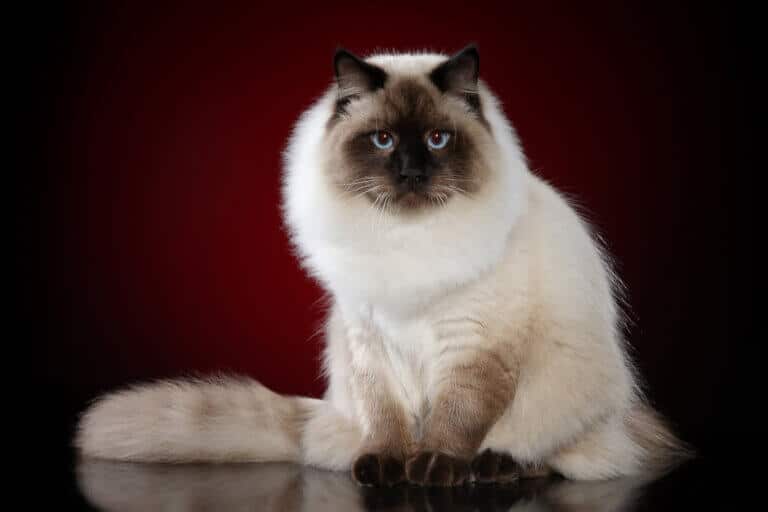 Best Cat Hacks