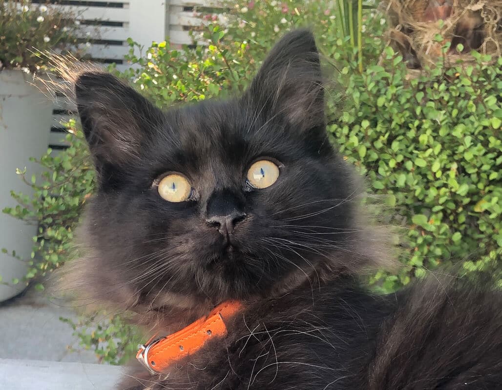 Close up view of a black cat with orange collar staring at the camera.