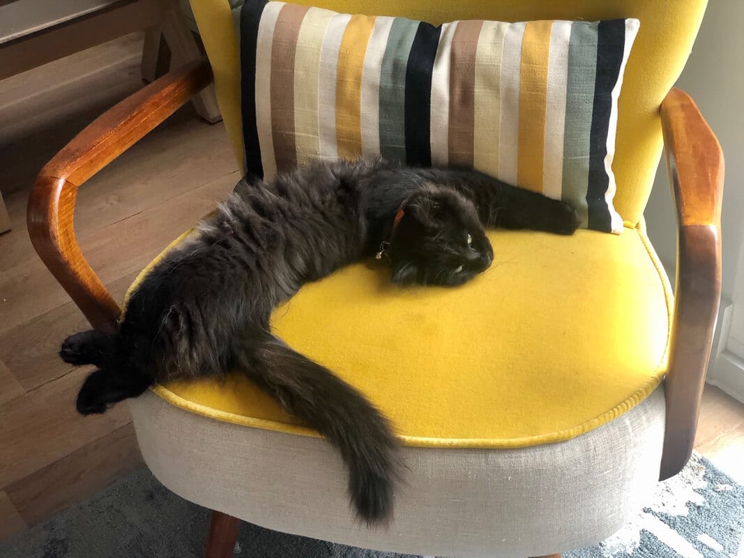 black cat in curve position on mustard coloured chair