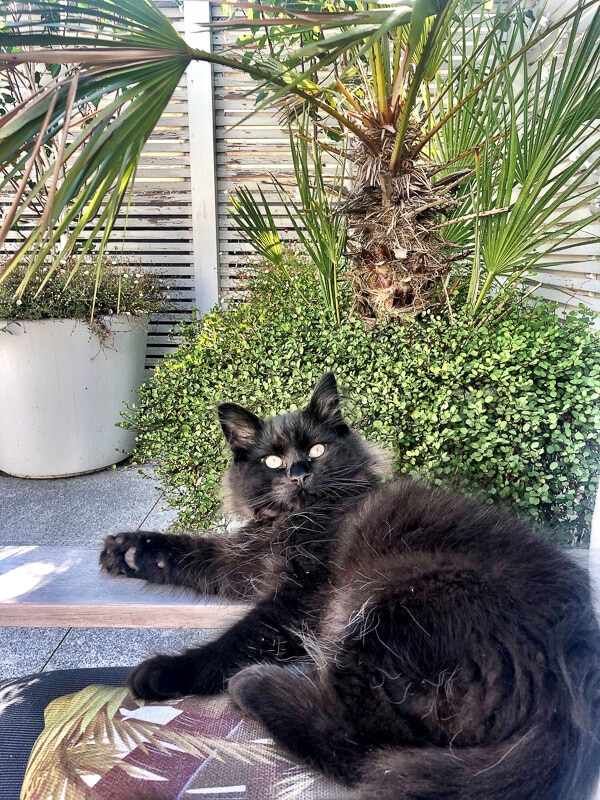 black cat on terrace with plants