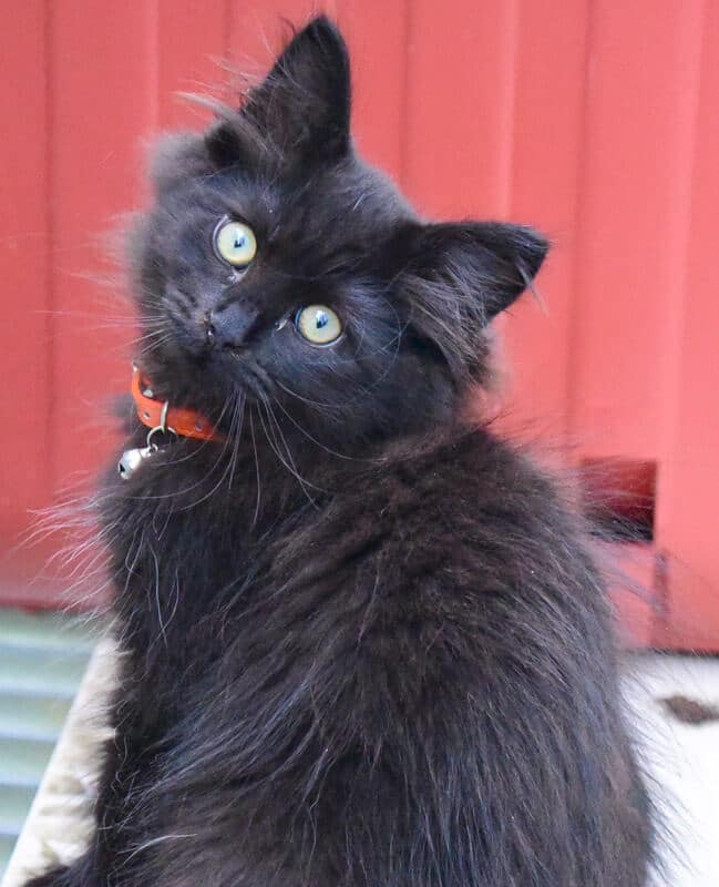 Black kitten with red collar staring at the camera.