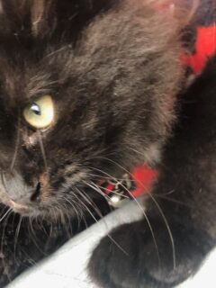 Black cat wearing a red collar staring at something.