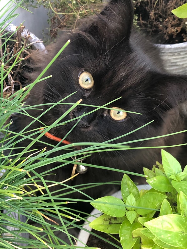 Black cat with green eyes up close in herb garden.