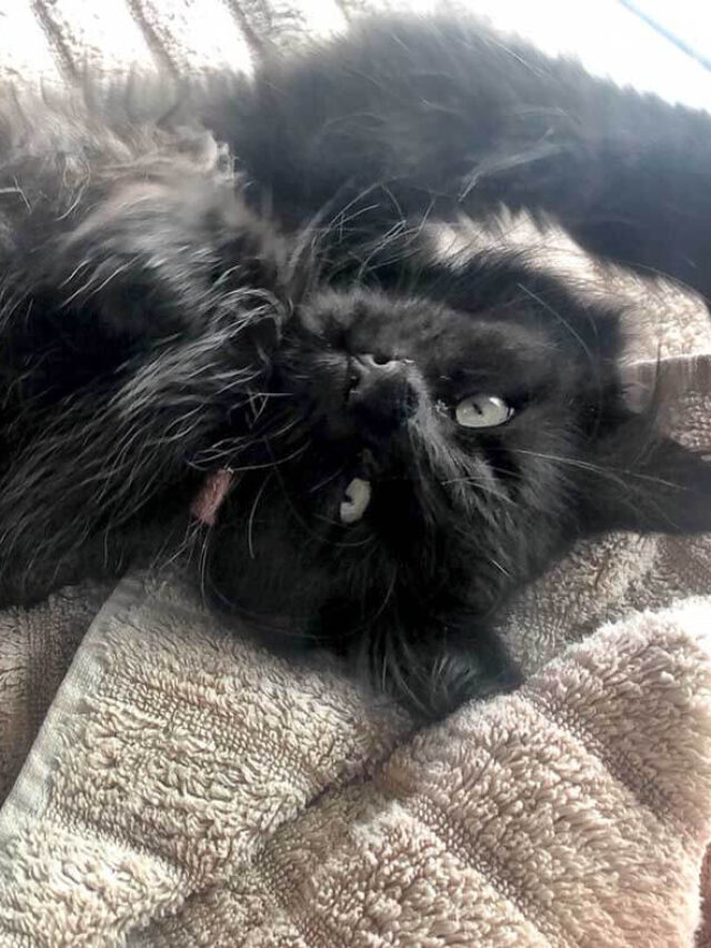 Food for Cats with IBD Options to Soothe your Kitty’s Stomach Story