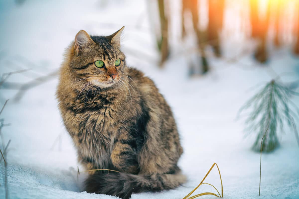 golden siberian cat