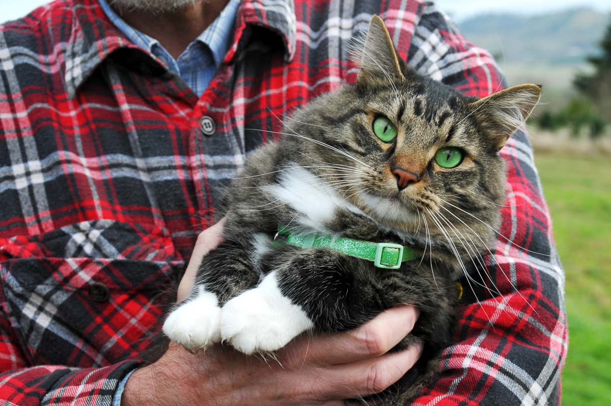tabby cat with green eyes and green colour being held by man in tartan shirt