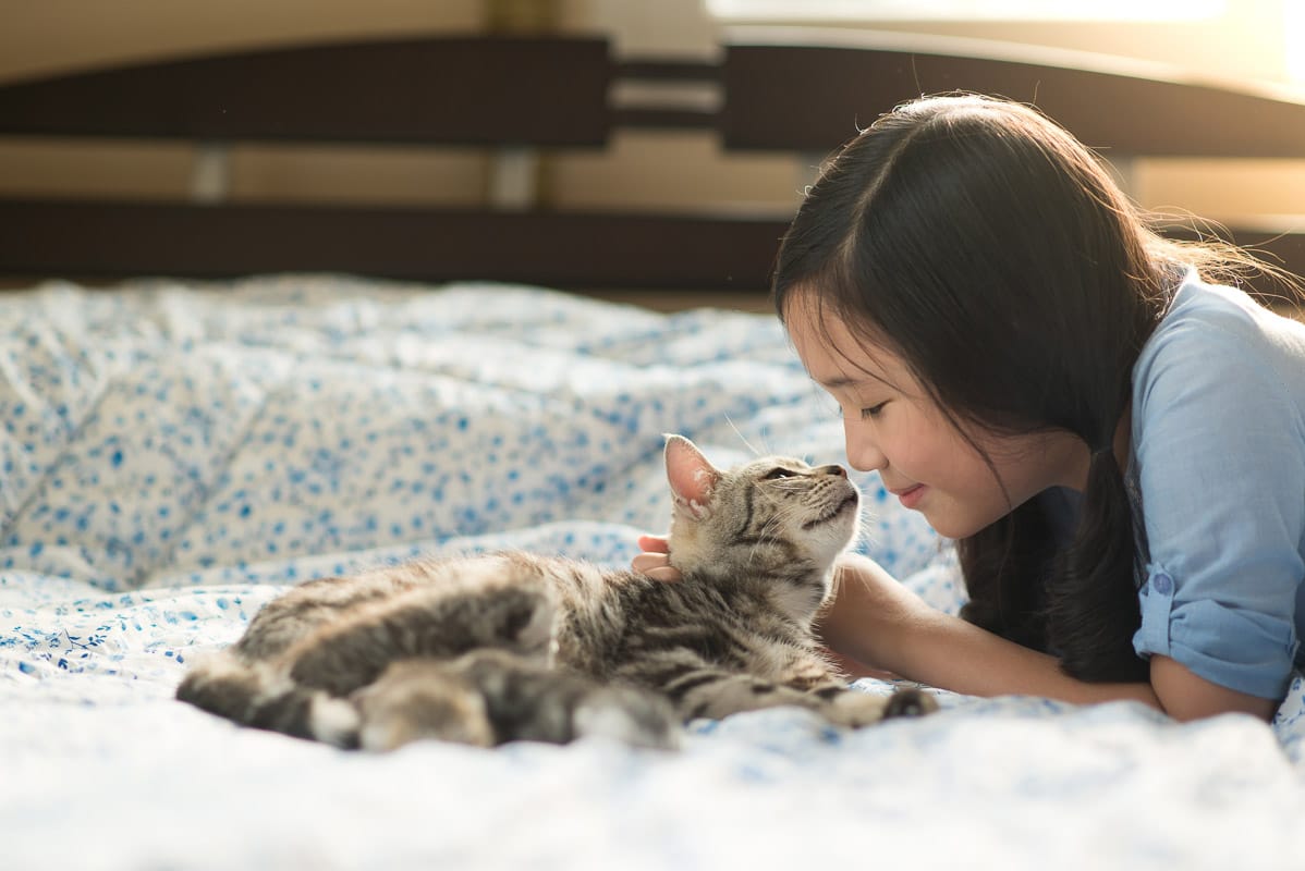 Belle fille asiatique embrassant un chat américain à poils courts.