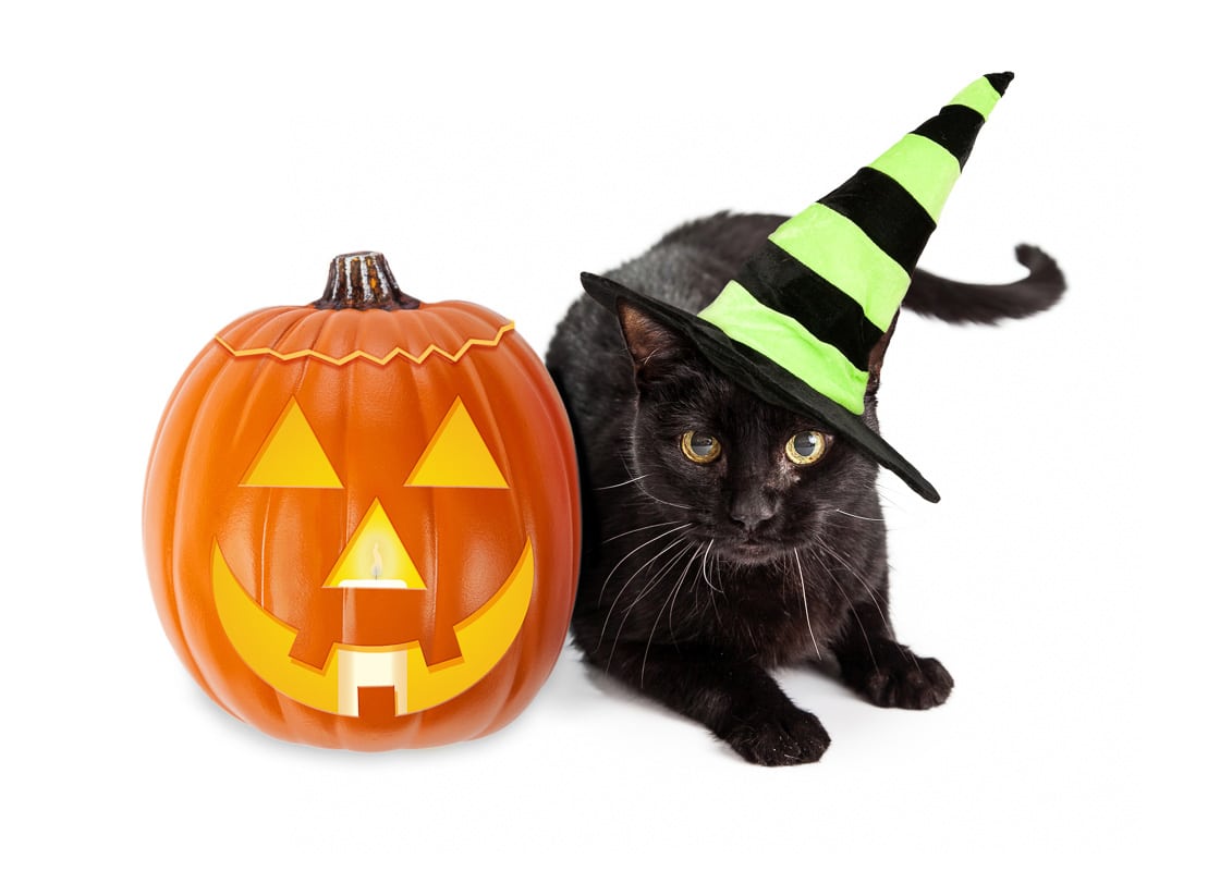 Halloween Black Cat Witch With Pumpkin