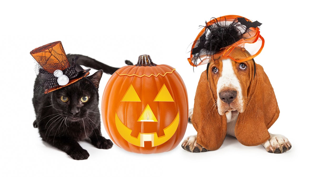 Halloween Cat and Dog in Funny Hats