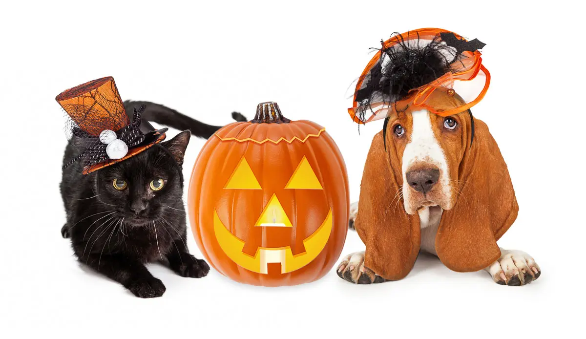 Halloween Cat and Dog in Funny Hats